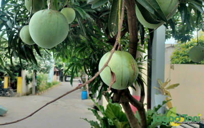uploads/news/2022/09/hasil-penelitiaan-mangga-indonesia-583268465794f6d_400.jpg