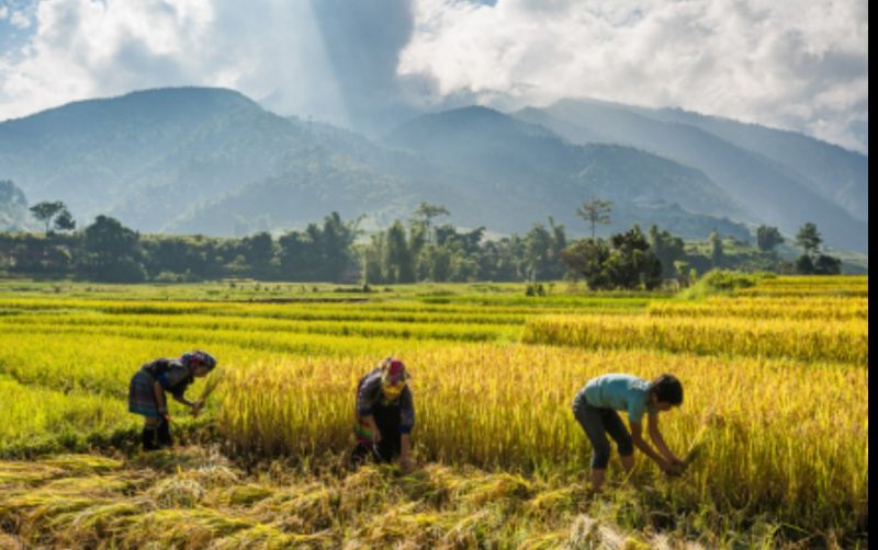 uploads/news/2022/09/hasil-survey-kesejahteraan-petani-12825522a293bc0.jpg