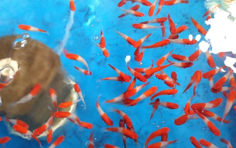 uploads/news/2022/09/ikan-hias-indonesia-laris-941202d1f496a39.jpg