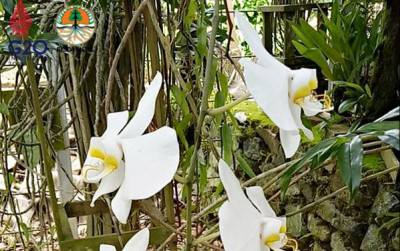 uploads/news/2022/09/langkah-bksda-kalsel-melestarikan-502583457585625_400.jpg