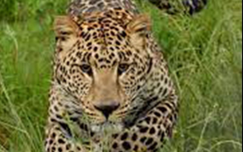 uploads/news/2022/09/macan-tutul-gunung-lawu-7388171ac2beb5b.jpg