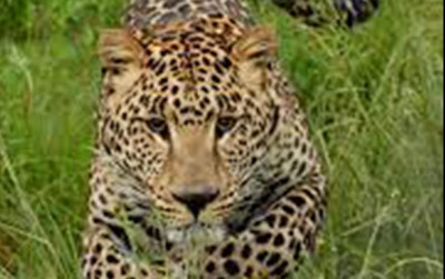 uploads/news/2022/09/macan-tutul-gunung-lawu-7388171ac2beb5b_400.jpg