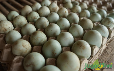 uploads/news/2022/09/nikmatnya-telur-asin-rendam-3551287b0fc9f5d_400.jpg