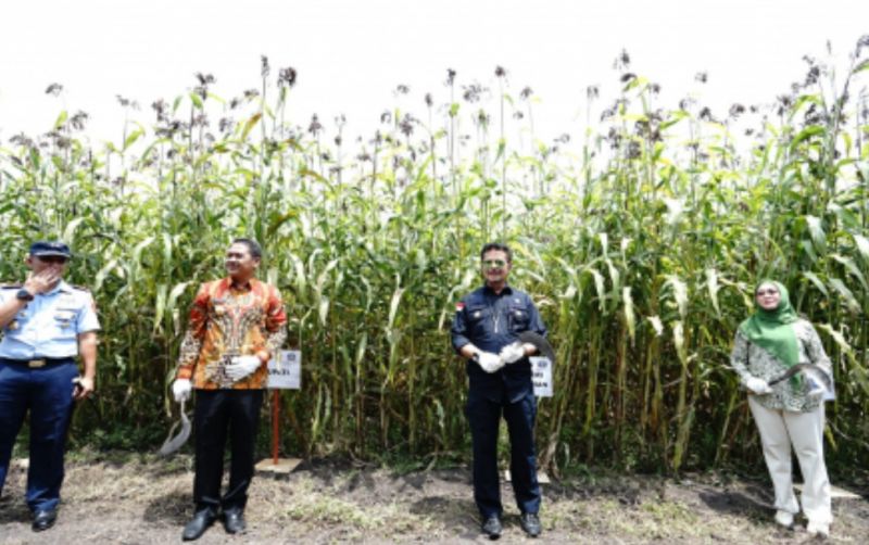 uploads/news/2022/09/panen-sorgum-langkah-hadapi-30526bbadec2ca9.jpg