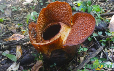 uploads/news/2022/09/rafflesia-arnoldii-r-br-puspa-17965e87907d227_400.jpg