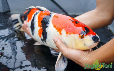 uploads/news/2022/09/tips-pemeliharaan-ikan-koi-9224216ecccf136_400.jpeg