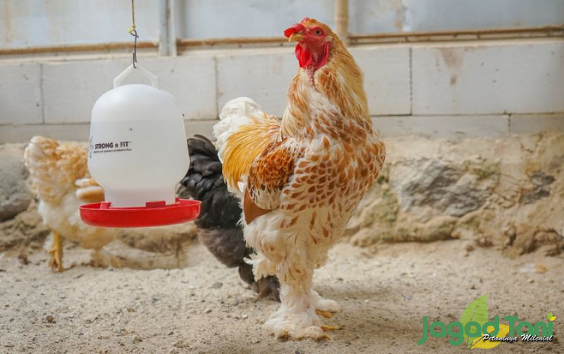 uploads/news/2022/10/ayam-brahma-58574dcbdfd74db.jpg