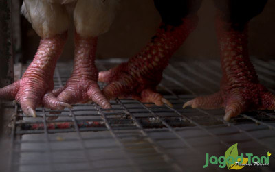 uploads/news/2022/10/ayam-kaki-gajah-bercita-7036903f75d7d32_400.jpg