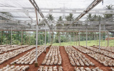 uploads/news/2022/10/nursery-modern-batang-766083ffc57b2e7_400.jpg