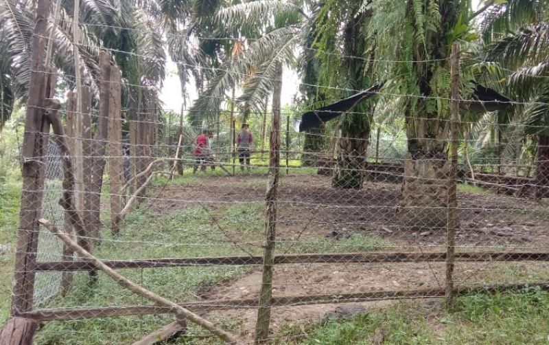 uploads/news/2022/10/pagar-anti-harimau-amankan-3851485cf0ab37c.jpg