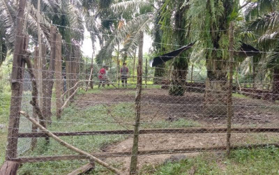 uploads/news/2022/10/pagar-anti-harimau-amankan-3851485cf0ab37c_400.jpg