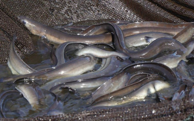 uploads/news/2022/10/pembatasan-penangkapan-ikan-sidat-844590a9a2b2a75_400.jpeg