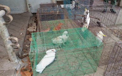 uploads/news/2022/10/penyakit-menular-serang-burung-667964d8d90679b_400.jpg