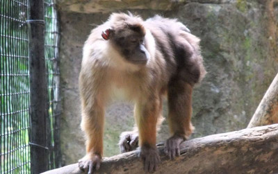 uploads/news/2022/10/penyelamatan-macaca-mulai-dilakukan-44171114dbc3ff9_400.JPG