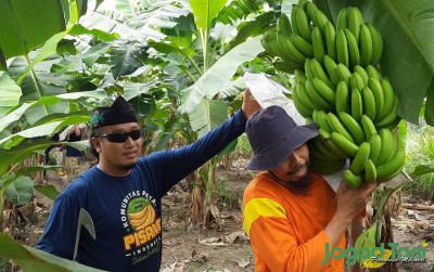 uploads/news/2022/11/budidaya-pisang-cavendish-mudah-13666e49e593f31_400.jpg