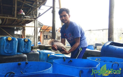 uploads/news/2022/11/gurihnya-bisnis-gurami-di-52963c127968d58_400.jpg