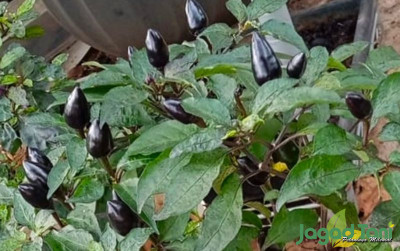 uploads/news/2022/11/menangguk-untung-pedas-cabai-65473570ce7cec5_400.jpg