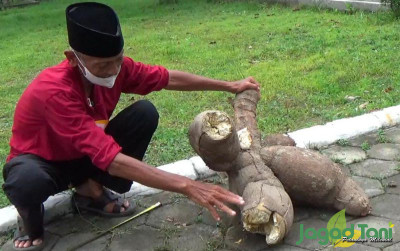 uploads/news/2022/11/singkong-raksasa-gatotkaca-mudah-3738704dc81c921_400.jpg
