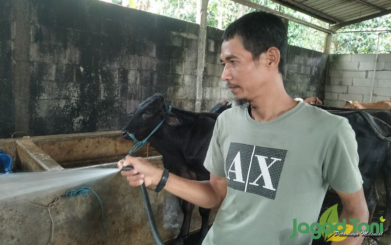 uploads/news/2022/11/ternak-sapi-lebih-menguntungkan-33503907788c962.jpg