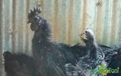 uploads/news/2022/11/trik-jitu-berternak-ayam-80016b0fd00b75a_400.jpg