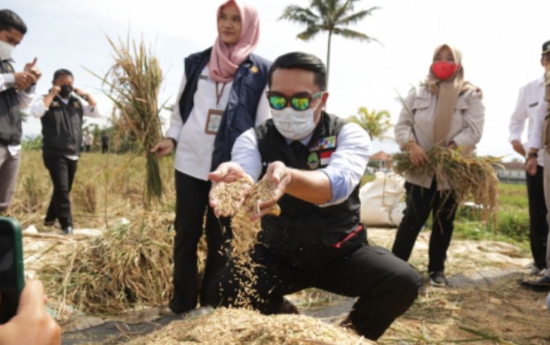 uploads/news/2022/12/51ribu-ton-beras-siap-5707074f93806a8.jpg