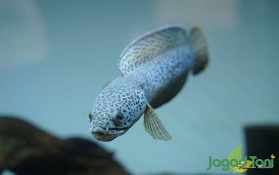 uploads/news/2022/12/alasan-ikan-channa-lokal-732542ade1a36f5_400.jpg