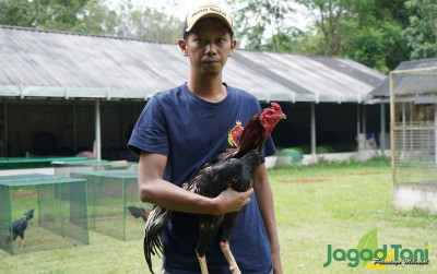 uploads/news/2022/12/ayam-pakhoy-trah-prestasi-37883c5bdb79de7_400.JPG