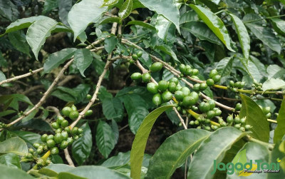 uploads/news/2022/12/bondowoso-surga-kopi-di-11335d2935d11fc_400.jpg