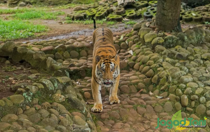uploads/news/2022/12/harimau-benggala-ragunan-terlihat-64247314612c8e1.jpg