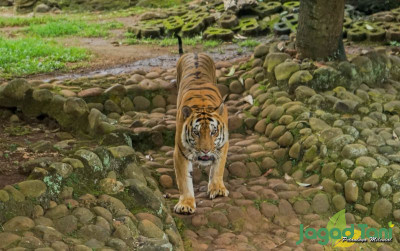 uploads/news/2022/12/harimau-benggala-ragunan-terlihat-64247314612c8e1_400.jpg