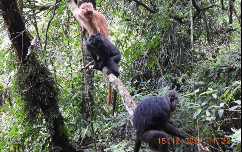 uploads/news/2022/12/pelepasanliaran-tiga-ekor-lutung-625493370eec78c.jpg
