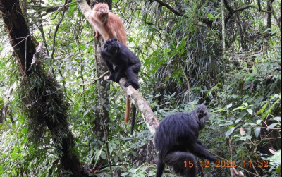 uploads/news/2022/12/pelepasanliaran-tiga-ekor-lutung-625493370eec78c_400.jpg