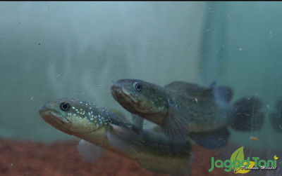 uploads/news/2022/12/ternak-ikan-channaa-simak-53665120bf4790c_400.jpg
