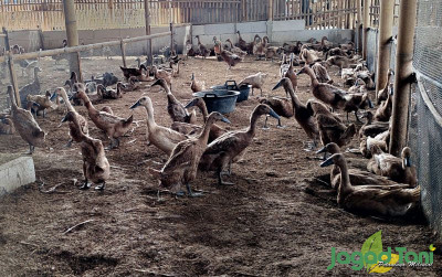 uploads/news/2022/12/tiga-tips-bebek-petelur-82689ea19301ca8_400.jpg