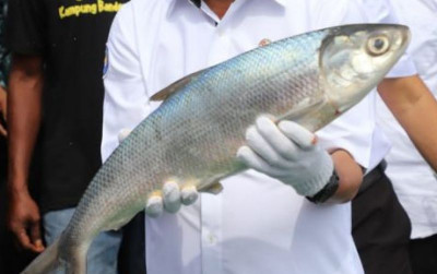 uploads/news/2023/01/alasan-bandeng-lekat-dengan-85845c22e625f21_400.jpeg