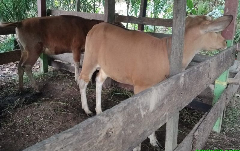 uploads/news/2023/01/berkembangnya-ternak-sapi-binaan-40406ef1ef2d6ac.jpeg