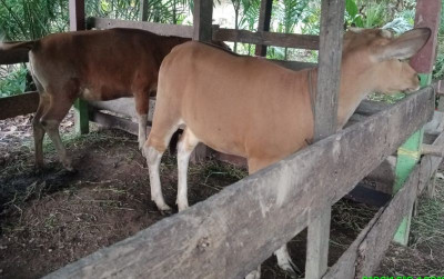 uploads/news/2023/01/berkembangnya-ternak-sapi-binaan-40406ef1ef2d6ac_400.jpeg