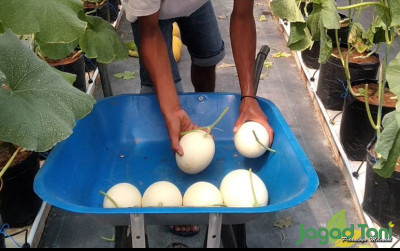 uploads/news/2023/01/budidaya-melon-sistem-green-42154854ea420fa_400.jpg