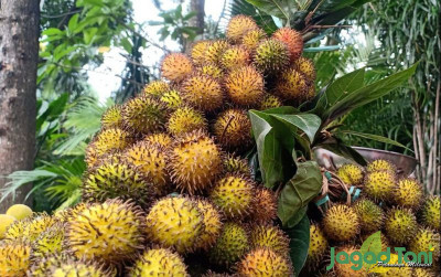 uploads/news/2023/01/cara-mudah-memilih-rambutan-29930decb9c3df5_400.JPG