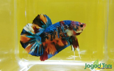 uploads/news/2023/01/kontes-ikan-cupang-berskala-8293049e60da952_400.jpg