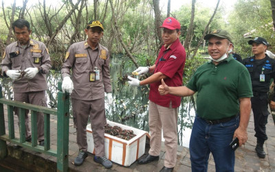 uploads/news/2023/01/pelepasanliar-kepiting-bakau-di-40908d54a0a0733_400.jpeg