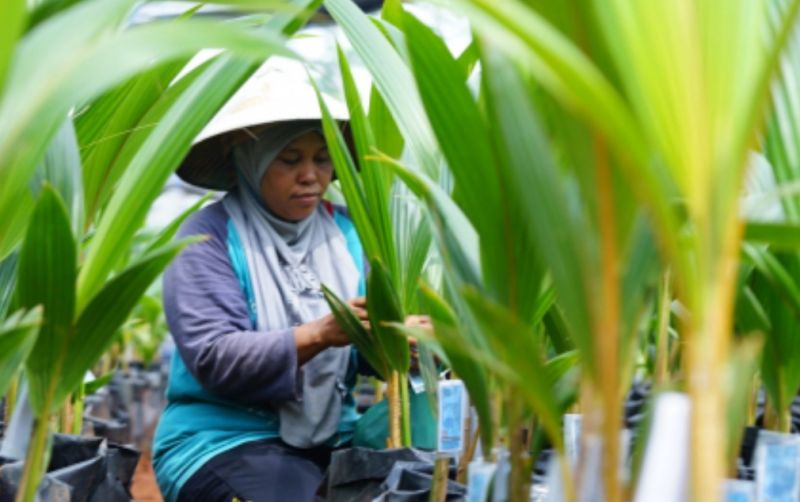uploads/news/2023/01/pusat-nursery-kelapa-genjah-16226905b678093.jpg