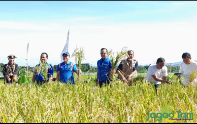 uploads/news/2023/01/ramai-ramai-panen-padi-organik-46350ec26a3ed07_400.jpg
