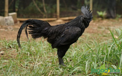 uploads/news/2023/01/sejarah-ayam-cemani-ayam-4934285fc3880aa_400.jpeg
