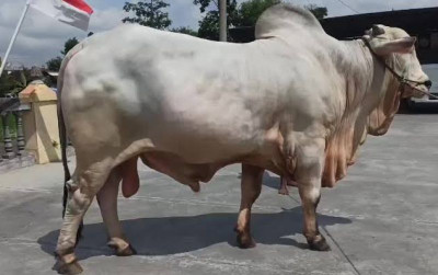 uploads/news/2023/01/sukses-kontes-sapi-appsi--863049f08187130_400.jpeg