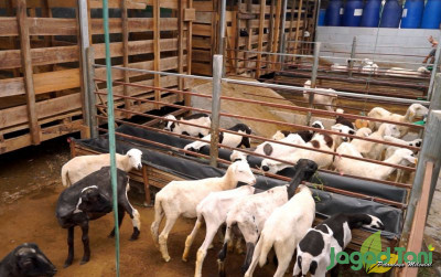 uploads/news/2023/02/-keuntungan-beternak-domba-kambing-25762ab9848659a_400.jpeg