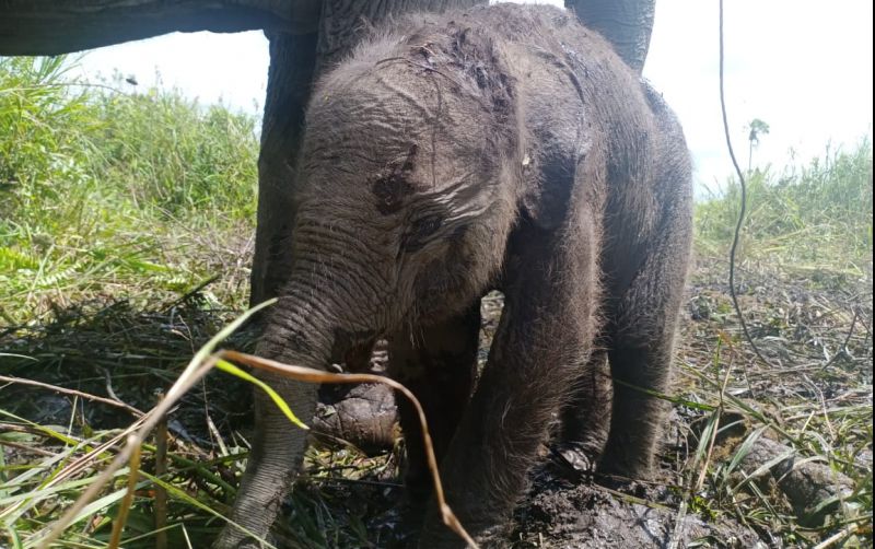 uploads/news/2023/02/kelahiran-gajah-sumatera-pertama-619498f65df4d87.jpeg