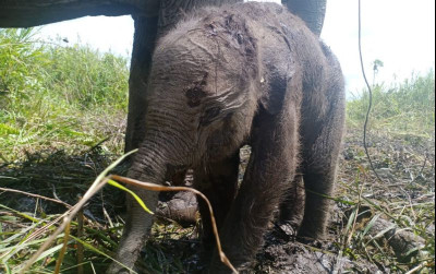 uploads/news/2023/02/kelahiran-gajah-sumatera-pertama-619498f65df4d87_400.jpeg