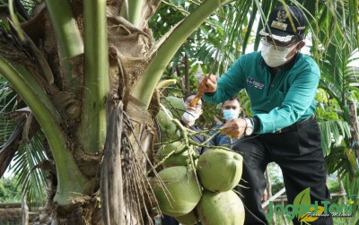 uploads/news/2023/02/kelapa-jadi-denyut-kehidupan-252290191cea480_400.jpg