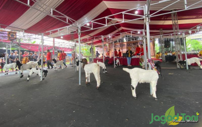 uploads/news/2023/02/kontes-kambing-pe-kaligesing-5467205a4048bbd_400.jpeg